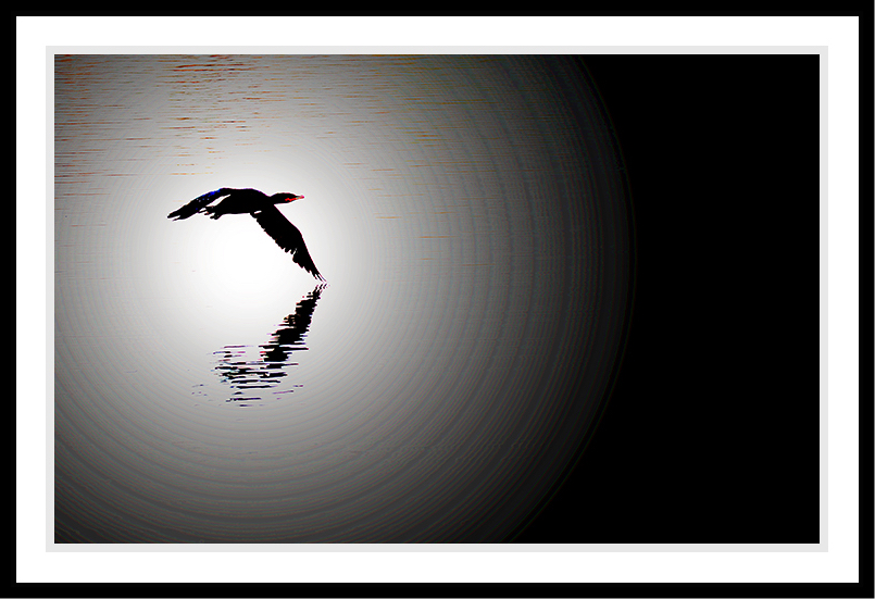 A circling bird near the water in black and white.